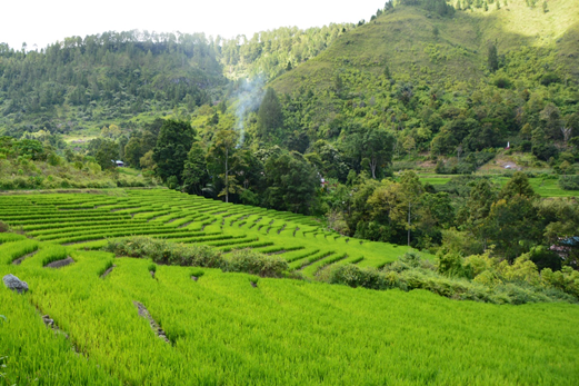 Ketahanan Pangan Masyarakat Kawah Gunung Berapi Caldera Toba