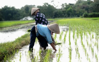 Tradisi Marsiadapari, Pola Gotong Royong Dari Zaman Leluhur Suku Batak