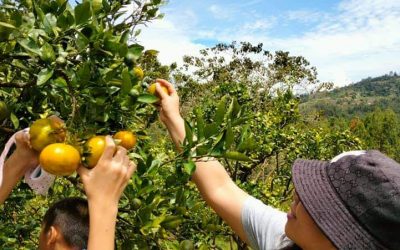 Berkunjung Ke Agrowisata Batu Lamak, Nikmati Sensasi Memetik Jeruk Serasa Di Kebun Sendiri