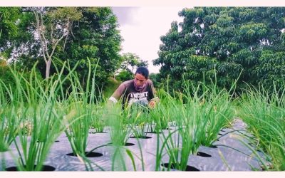 Kembalinya Kejayaan Bawang Merah Sitappak Di Kabupaten Samosir