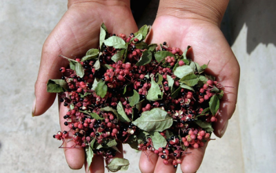 Khasiat Andaliman, Bumbu dari Tanah Batak