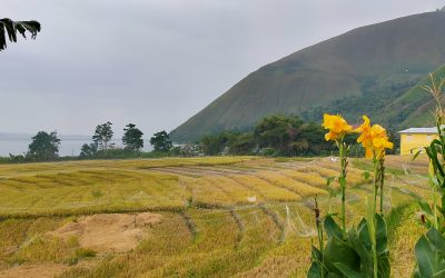 Tradisi Memacak Biarbiar Ni Eme Dan Mamuro Saat Menjelang Panen