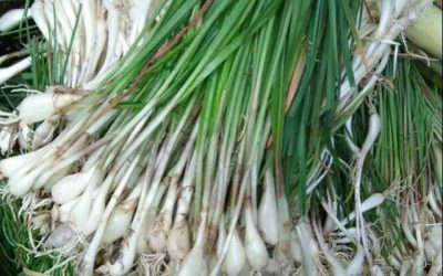 Mengenal Bawang Batak, Bumbu Khas Dari Tanah Batak