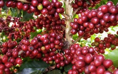 Pertanian Kopi Arabika Sigararutang Di KDT Mengalami Peningkatan Setiap Tahunnya