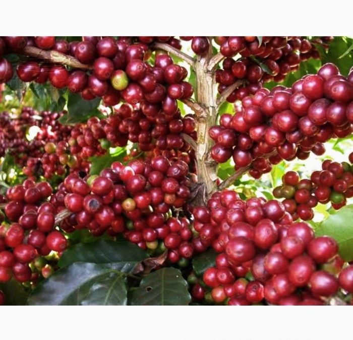 Pertanian Kopi Arabika Sigararutang Di KDT Mengalami Peningkatan Setiap Tahunnya