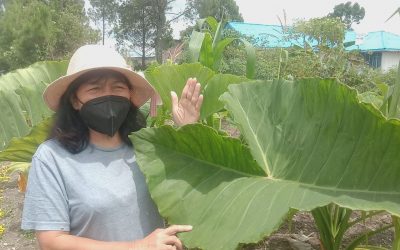 Koperasi Abbargo Caldera Toba, Giatkan Budidaya Talas Beneng di KDT