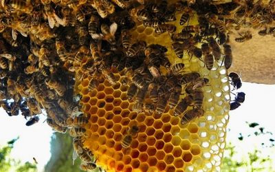 Peluang Usaha Ternak Lebah Madu