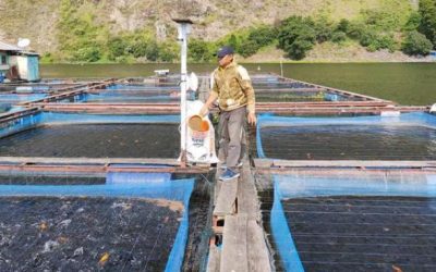 Ikan Nila Danau Toba Laris Manis di Pasar Dunia