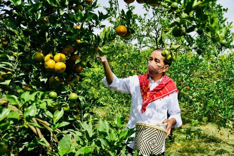 Jokowi Tinjau Kampung Jeruk di Karo