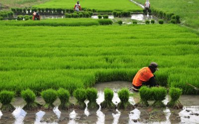 Keunikan Ruhut Marsuan, Tata Cara Menanam Padi Khas Toba