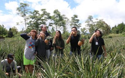 Menikmati Serunya Wisata Petik Nanas Sendiri di Onan Runggu 