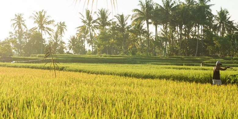 Tradisi Ngambur-Ngamburi Suku Karo