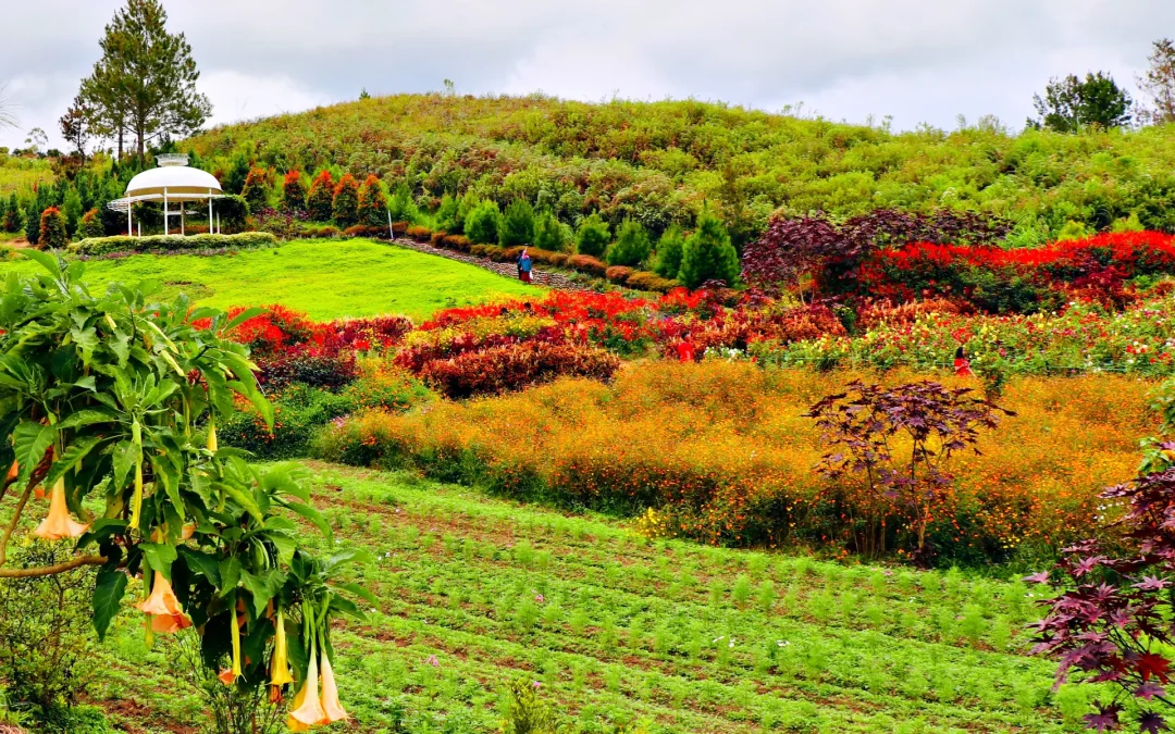 Pesona Keindahan Wisata Kebun Sapo Juma Tongging