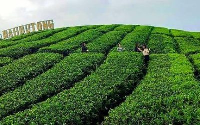 Kebun Teh Sidamanik Yang Asri dan Sejuk