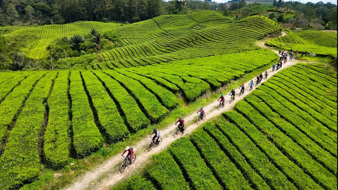 Menyusuri Keindahan Kebun Teh Sidamanik: Destinasi Wisata Alam yang Menenangkan